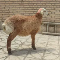 قصاب حرفه ای ذبح دام بره گوساله شتر  اربعین کربلای