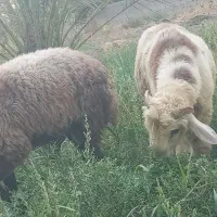 سلام ۲بره نر وزن ۱۰۰کیلو