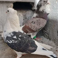 کفترپرشی