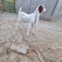 بز گلابی