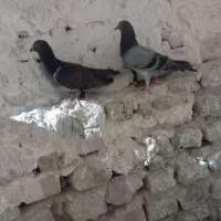 پرنده..|پرنده|تایباد, |دیوار