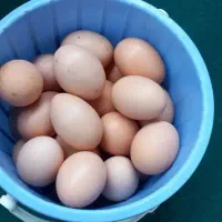 تخم مرغ سحر آمیز