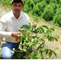 ارقام. نهال.   گردو بادام.  صنوبر. و انواع نهال