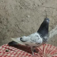 کبوتر کاشانی