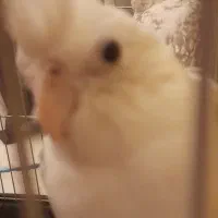 عروس هلندی البینو