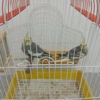 جوجه عروس