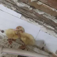 اردک چند ماهه دو تا هست
