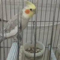 دوتاعروس هلندی نر