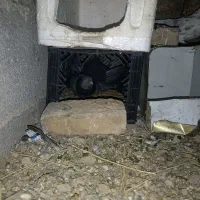 کبوتر چشم نوک سفید
