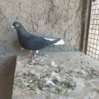 دم‌سفید