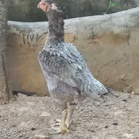 مرغ لاری دونگ بالا دو عدد افغانی با یک عدد جوجه