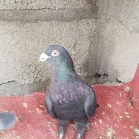 دوتا نر سوراخ