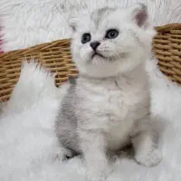 گربه های مجموعه دکتر پت