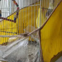 فروش یا معاوضه عروس هلندی و کوتوله سالم و سرحال
