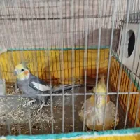 یک جفت عروس هلندی