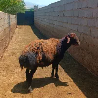 بره قوچ