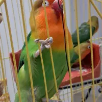 پرنده  طوطی برزیلی