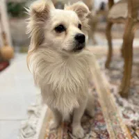 سلام دوستا این سگ گم شده