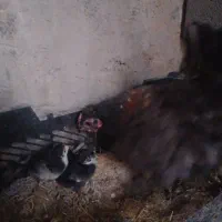 جوجه یکماه