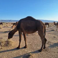 شیر و دوغ شتر