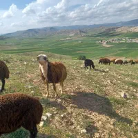 قوچ پلنگی