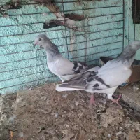 سبز دم سفید