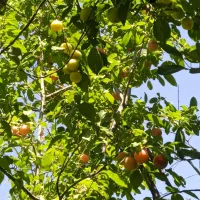 آلوچه شیرین