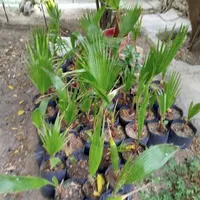نخل تزیینی برگ بادبزنی|گل و گیاه طبیعی|لوشان, |دیوار