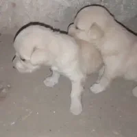 شیتزپوزه اصل