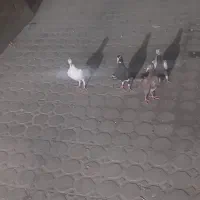 کبوتر