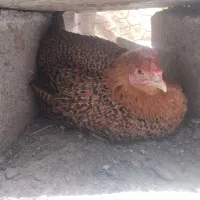 مرغ کت