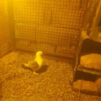 جفت پشت طاوسی گم کردم