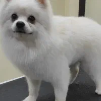 آرایشگاه حیوانات دامپزشک اصلاح شستشوپیرایش سگ گربه