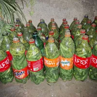 خیار شور بطری