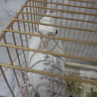 جفت عروس هلندی آلبینو