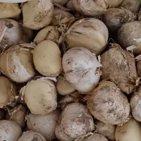 موسیر