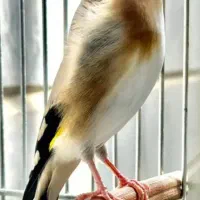 یک عدد سهره مست قفس