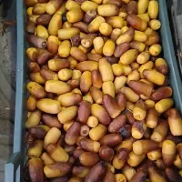 رطب نگار طلایی بندر عباس مستقیم از باغ خرید کنید