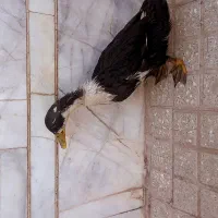 اردک