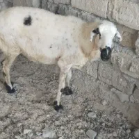 سلام یک عددبره آغوس ویک عددکهره جنوبی بادوبچه
