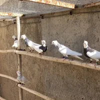 طوقی|پرنده|شراء, |دیوار