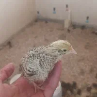 جوجه بلدرچین ۱۵روزه