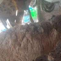 فروش دو عدد میش هر دونه ۱۸۰۰۰۰۰