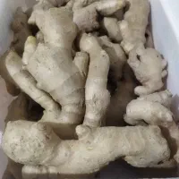 زنجبیل وزردچوبه تازه