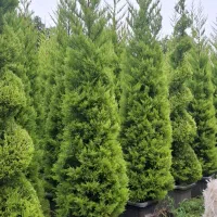 لاوسون جعبه ۴۰ ساده ومارپیچ