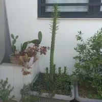کاکتوس اپونتیا سیلندریکا ( میله ای بلند)