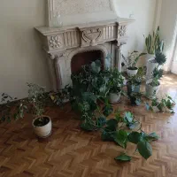 گل و گیاه و گلدان