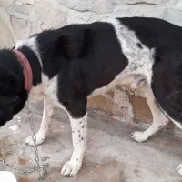 سگ قهدیرجونی گمشده