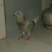 کفتر