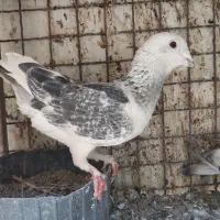 کبوتر ۲نر ۱ماده